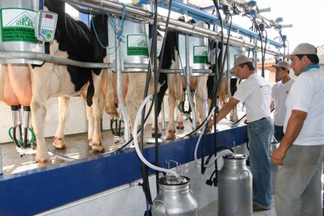 Preço do leite pago ao produtor acumula queda de 25% no ano