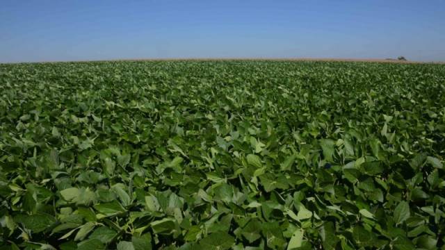Rio Grande do Sul propõe mudanças para o calendário do plantio de soja