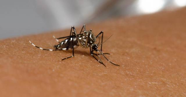 RS confirma primeira morte por dengue em 2024