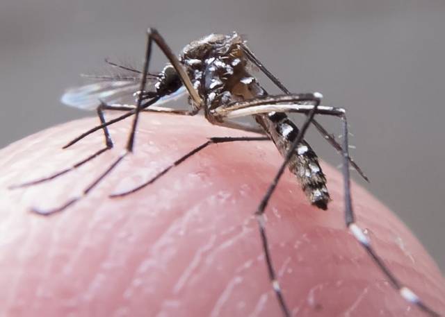 RS registra segunda morte por dengue em 2024