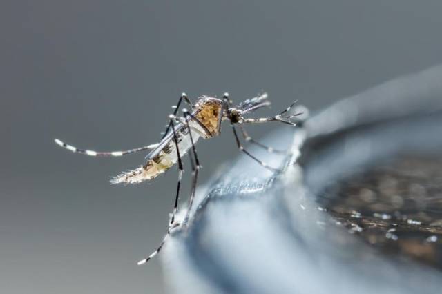 Mulher de 71 anos, moradora de Santa Rosa é a terceira vítima fatal por Dengue no Rio Grande do Sul