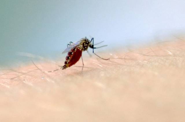 Confirmadas mortes por dengue em Giruá e Cerro Largo
