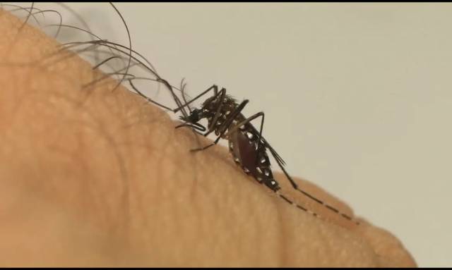 Casos prováveis de dengue já superam os de todo o ano de 2023