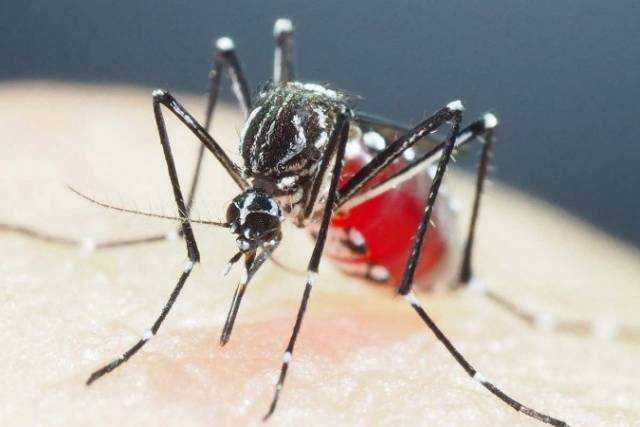 Três de Maio passa dos mil casos confirmados de dengue
