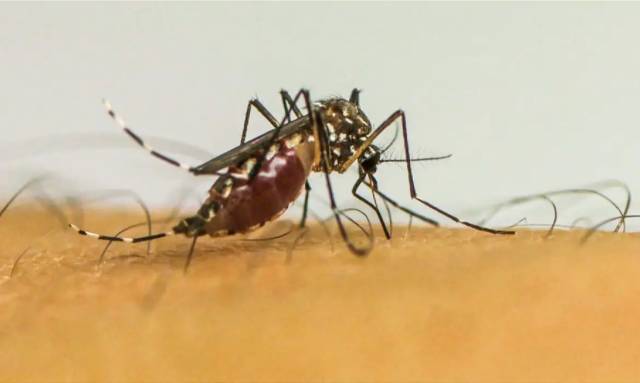 Sobem para oito as mortes por dengue em Três de Maio
