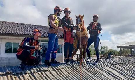 Milhares de animais já foram resgatados desde o início das enchentes