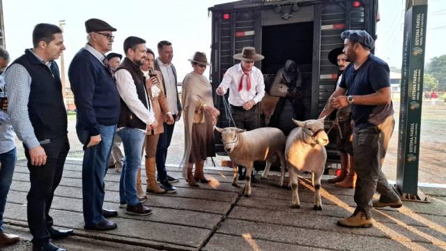 Primeiros animais que chegam à Expointer são ovinos da raça Texel, de Aceguá