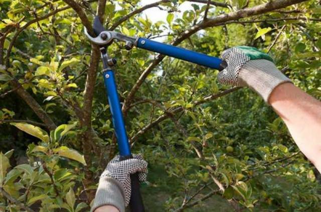 Confira as datas para solicitação de podas de árvores nas calçadas