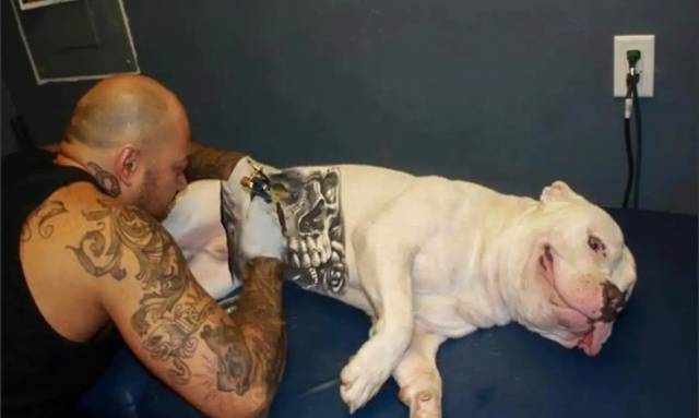 Está proibido fazer tatuagens ou colocar piercings em cães e gatos