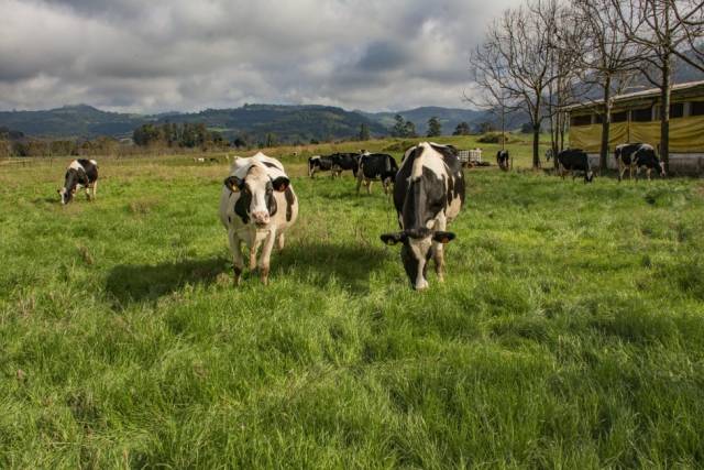 Leite: produtividade e qualidade impulsionam agricultura familiar no RS