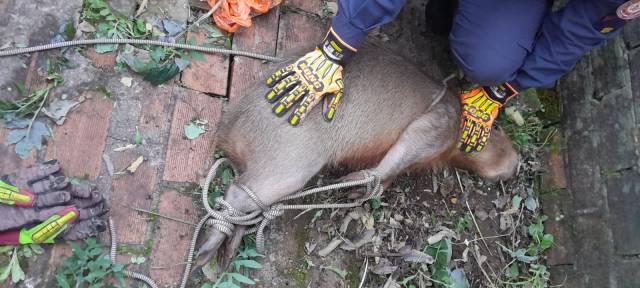 Morador de Três de Maio encontra capivara dormindo na garagem