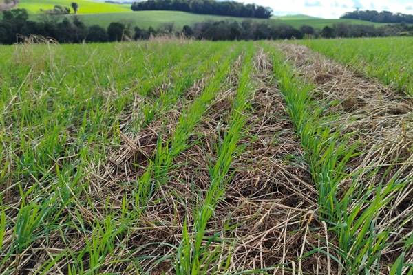Condições climáticas favorecem lavouras de trigo no Rio Grande do Sul