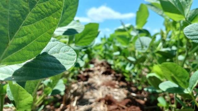 Relação de troca de adubo por soja está nos piores níveis dos últimos anos