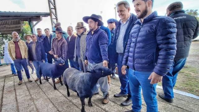 Ovinos da raça Texel são os primeiros a chegar à Expointer