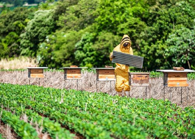 Lançada cartilha de boas práticas na produção integrada de soja e mel