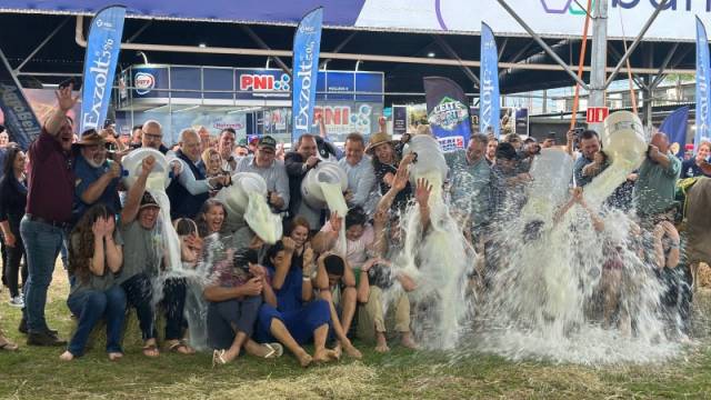 Banho de leite e recorde de produção na raça Holandesa na Expointer