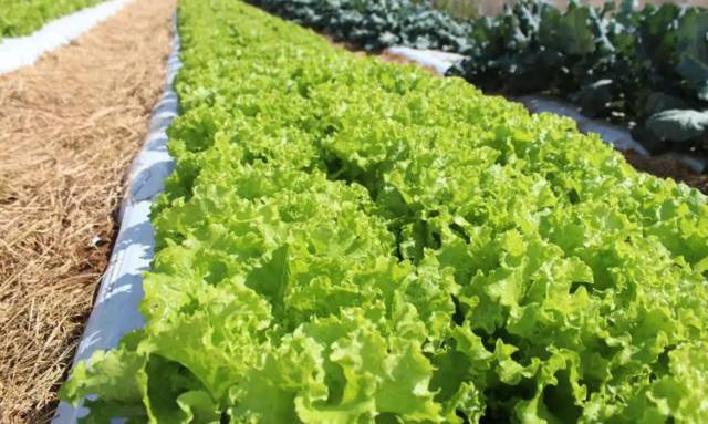 Mudanças climáticas podem inviabilizar cultivo de alface ao ar livre no Brasil