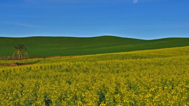 Inicia colheita da canola no Rio Grande do Sul