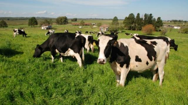 Preço do leite ao produtor caiu 8% nos últimos 12 meses no país