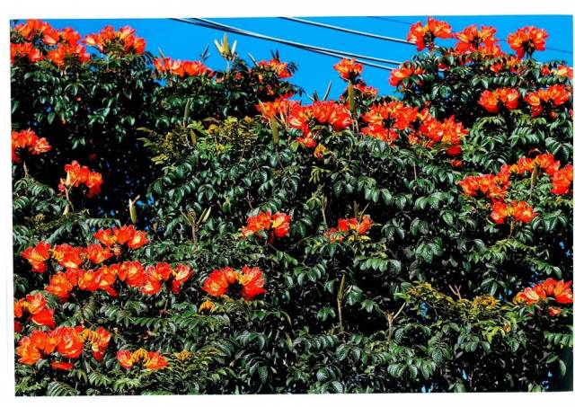 Vereador quer proibir árvore tóxica para abelhas e beija-flores em Três de Maio