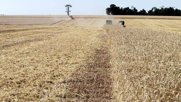 Colheita do trigo é finalizada no Rio Grande do Sul