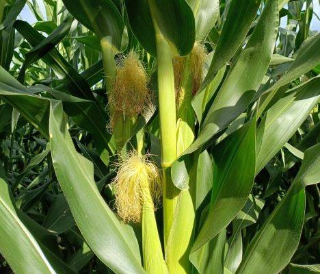 Chuvas favorecem desenvolvimento do milho no RS