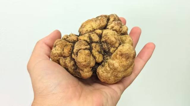 Trufa encontrada no Rio Grande do Sul vale mais de R$ 2 mil