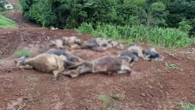 Família do RS perde 48 vacas leiteiras em três dias