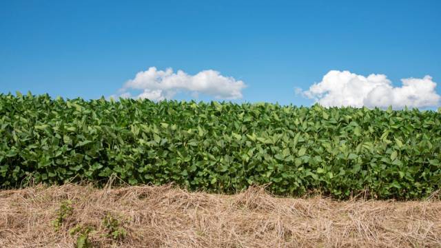 Calendário para o plantio da soja é ampliado no Rio Grande do Sul