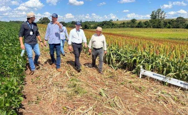 Cultivo de sorgo é alternativa para diversificar a produção