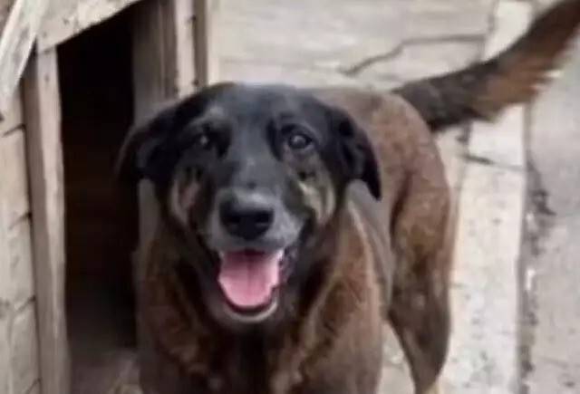 Polícia conclui inquérito da morte do cão Orelha