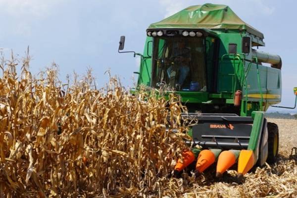 Colheita do milho avança para 35% da área total cultivada no RS