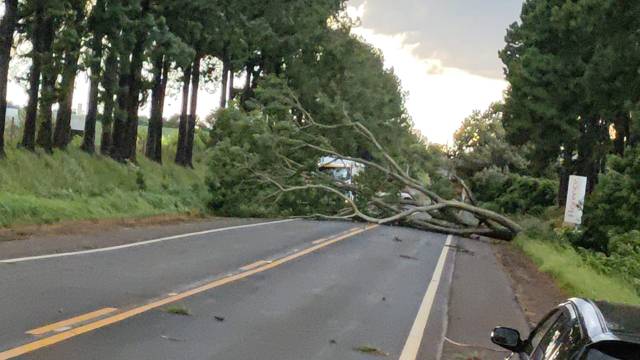 Temporal derrubou árvores em Três de Maio, Independência e Santa Rosa