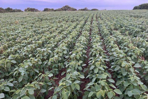 Maior parte das lavouras de soja está em fase de enchimentos de grãos