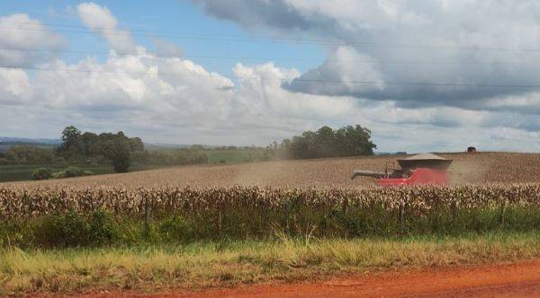 RS tem 64% da área de milho colhida