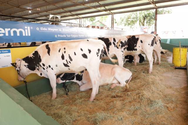 Confira as novidades da Fenasoja 2026 no setor da pecuária