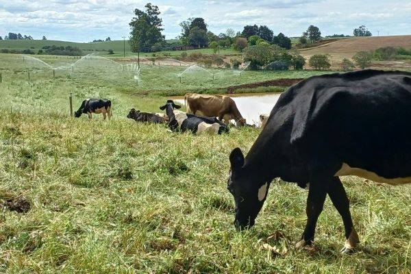 Declaração Anual de Rebanho pode ser feita on-line a partir desta quarta