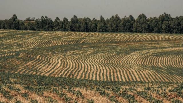Artigo: 15 de abril - Dia Nacional da Conservação do Solo