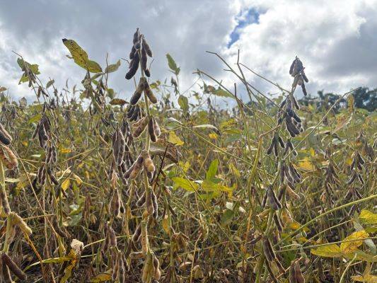 Colheita da soja chega a 50% da área cultivada no RS