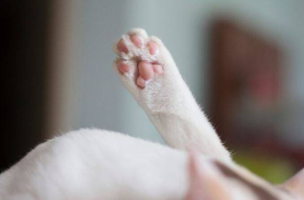 Idosa de 78 anos é presa suspeita de matar filhote de gato em Ijuí