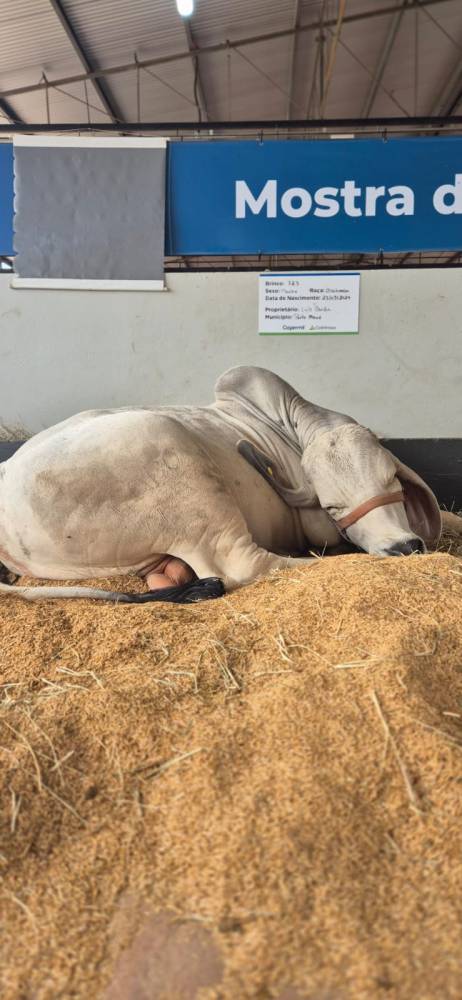 Bem-estar animal é prioridade do setor da Pecuária na Fenasoja