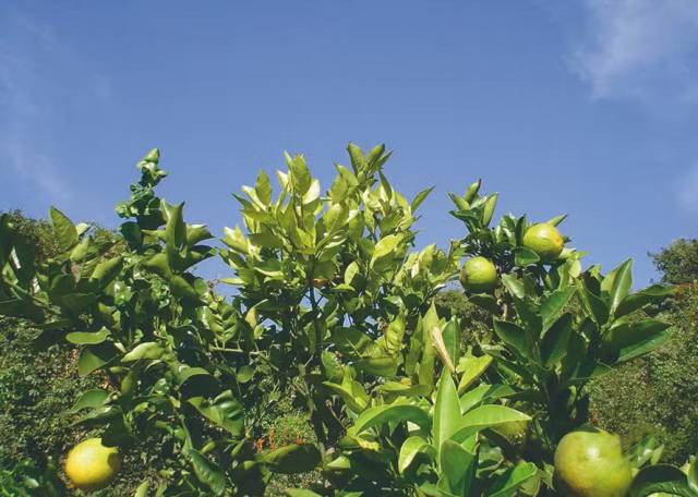Doença que afeta citros, greening é confirmada em plantas no Rio Grande do Sul