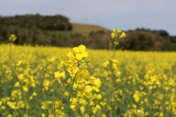 Semeadura da canola está quase concluída no Rio Grande do Sul