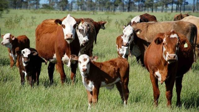 Prorrogado até 10 de julho prazo para fazer a Declaração Anual de Rebanhos