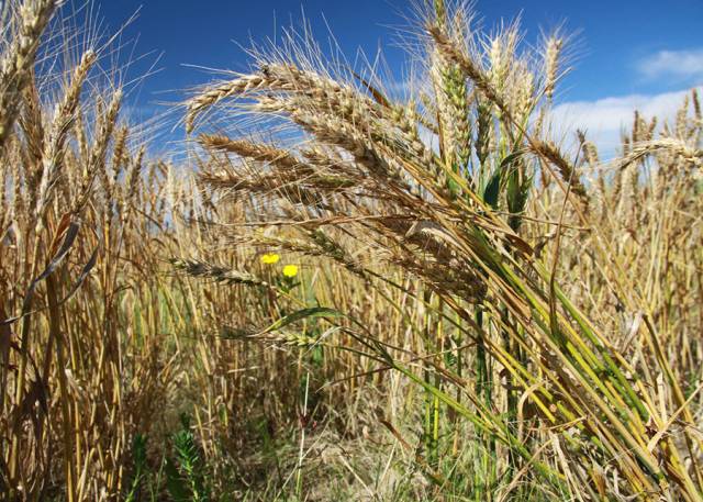 Embrapa orienta produtores como reduzir impactos do El Niño no Sul do Brasil