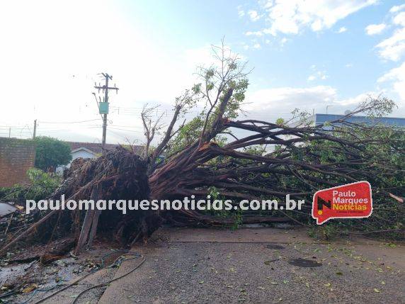 Árvore de grande porte cai com a força do vento em Três de Maio