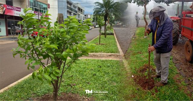Cerejeiras do Japão são plantadas na Rua Padre Cacique