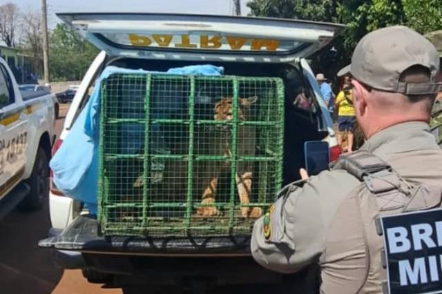 Onça-parda capturada na área urbana de Inhacorá é devolvida à natureza