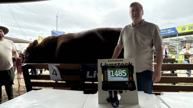Touro Limousin de 1.485 quilos é o animal mais pesado da 49ª Expointer
