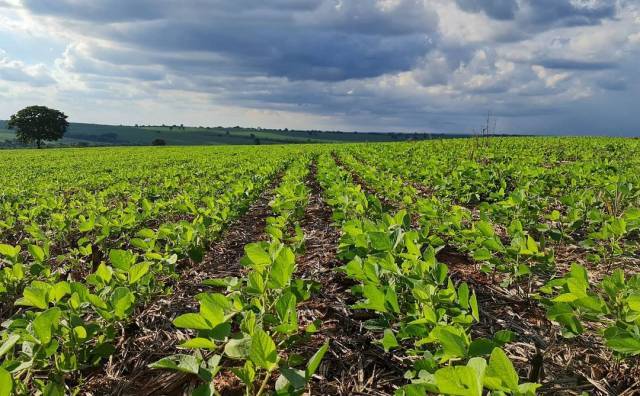 Plantio da soja pode ser antecipado a partir de hoje no RS